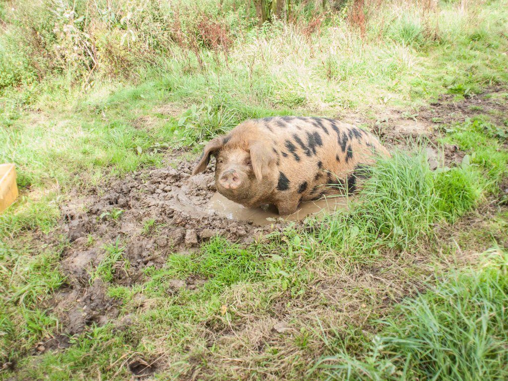Happy as a pig in mud